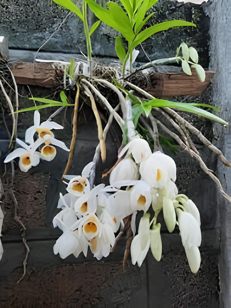 200 Seeds Rare Plants Neofinetia Falcata Bonsai Rich Aroma Bonsai Flower Plant Fresh Seeds