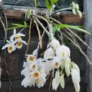 200 Seeds Rare Plants Neofinetia Falcata Bonsai Rich Aroma Bonsai Flower Plant Fresh Seeds