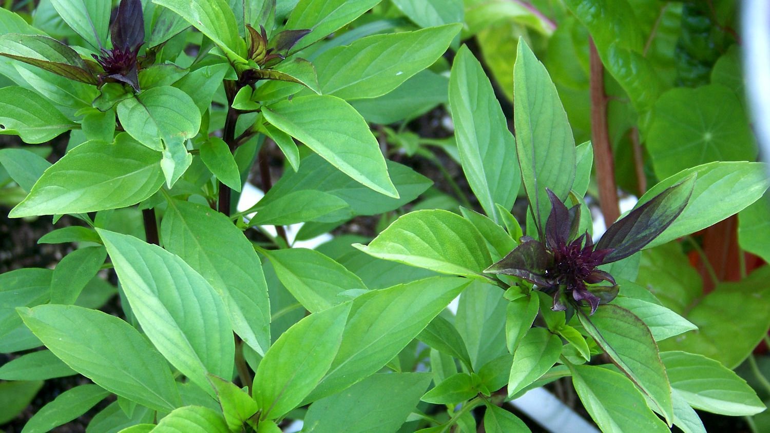 40 Seeds Thai Basil Fresh Seeds