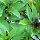 40 Seeds Thai Basil Fresh Seeds