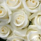 100 Seeds Rose Purely White European Flower Fresh Seeds