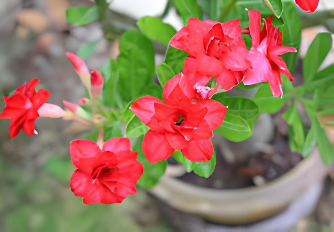 4 Seeds Fresh Red Adenium Desert Rose Fresh Seeds