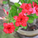 4 Seeds Fresh Red Adenium Desert Rose Fresh Seeds