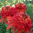 200 Seeds Hot papaya' Echinacea Fire Red Bonsai Coneflower Fresh Seeds