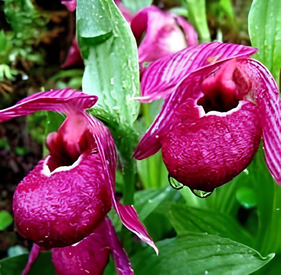 200 Seeds Cypripedium Macranthos Fairy Slipper Orchid Fresh Seeds