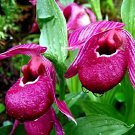 200 Seeds Cypripedium Macranthos Fairy Slipper Orchid Fresh Seeds