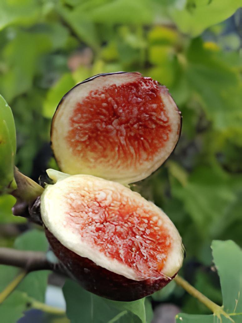 12 Seeds Giant Purple Ficus carica Fig Shrubs Fresh Seeds