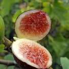12 Seeds Giant Purple Ficus carica Fig Shrubs Fresh Seeds