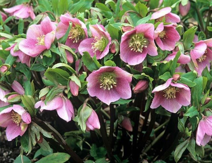 200 Seeds Unique Mixed Colors Japanese Bonsai Potted, Helleborus Flower Plants Fresh Seeds