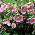 200 Seeds Unique Mixed Colors Japanese Bonsai Potted, Helleborus Flower Plants Fresh Seeds