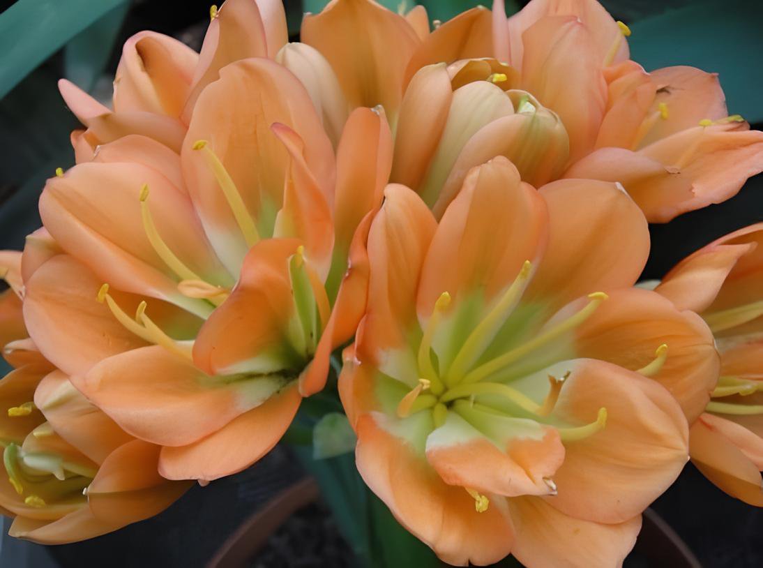 2 Seeds Medium Flower Real Bowl clivia pots Bonsai Garden Blooming Plants Fresh Seeds