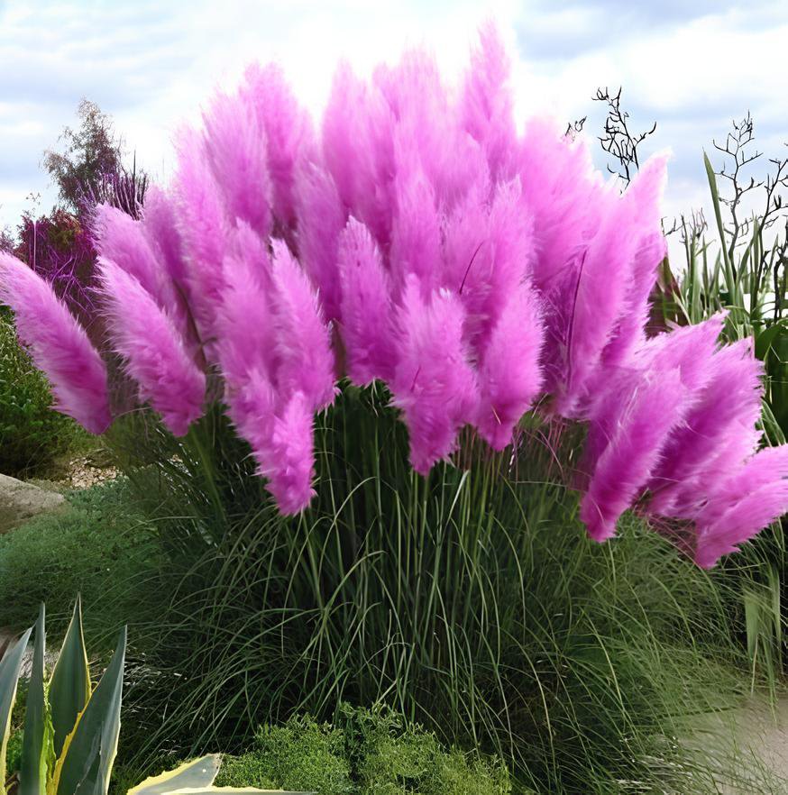 800 Seeds Pampas Grass Bonsai Colorfull Home Garden Plants Fresh Seeds