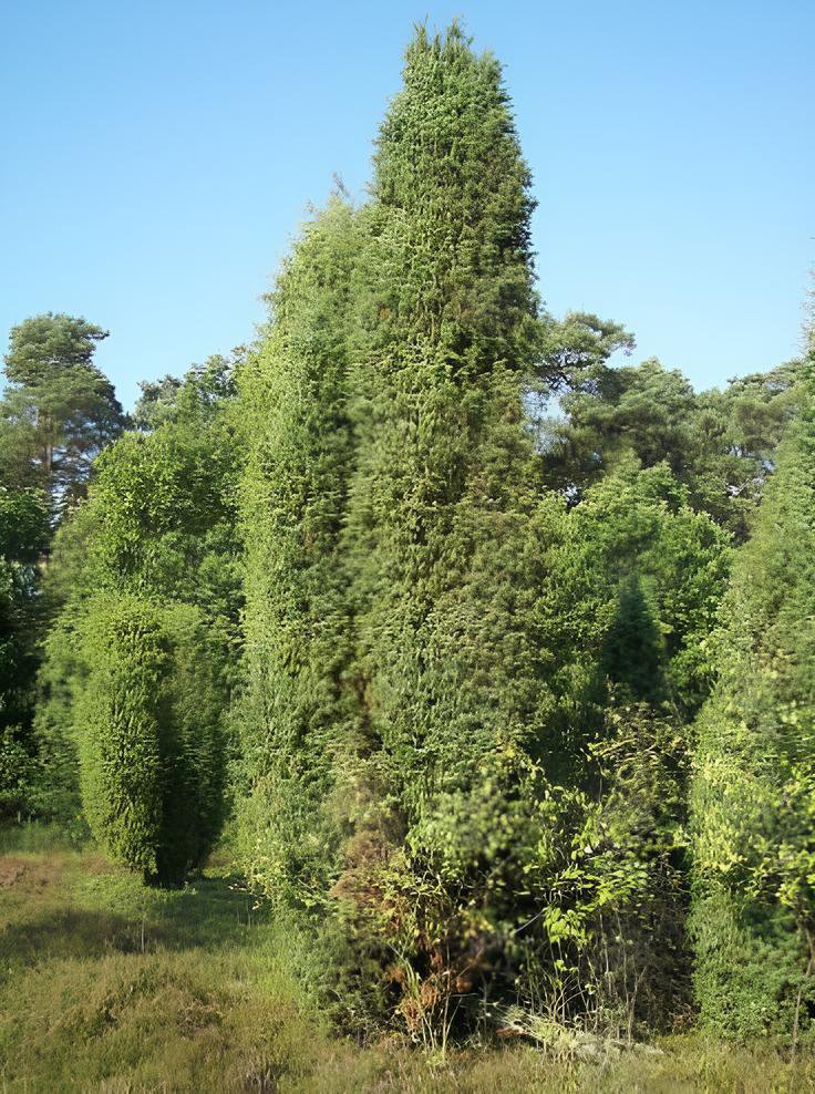 100 Seeds Juniperus Communis Fresh Seeds