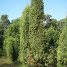 100 Seeds Juniperus Communis Fresh Seeds