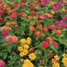 100 Seeds Lantana Camara Flower Fresh Seeds