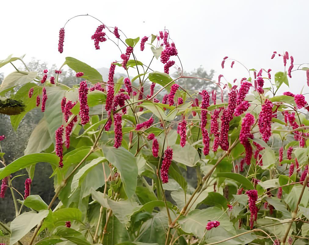 4000 Seeds Polygonum Orientale Fresh Seeds