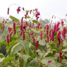 4000 Seeds Polygonum Orientale Fresh Seeds