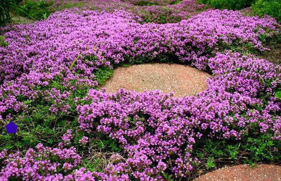 400 Seeds Creeping Thyme Fresh Seeds