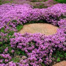 400 Seeds Creeping Thyme Fresh Seeds