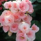100 Seeds Exotic Rieger Begonia Flowers - Mixed Flowers Fresh Seeds