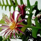 200 Seeds Epiphyllum Anguliger Fishbone Succulent Bonsai Flower Dark Red Flowers Fresh Seeds