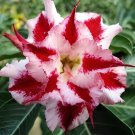 4 Seeds Desert Rose Adenium Bonsai White Single Flowers with Rose Red Edge Fresh Seeds