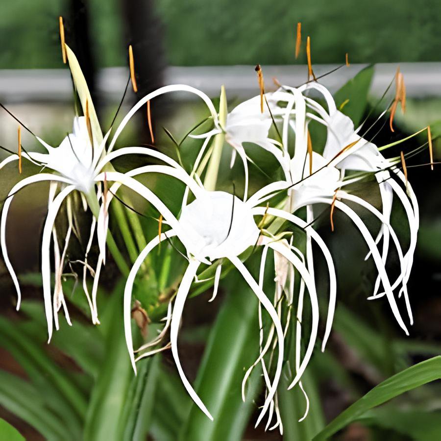 200 Seeds Spider Lily and Lily Fragrance Ornamental Plants - White Flowers Fresh Seeds