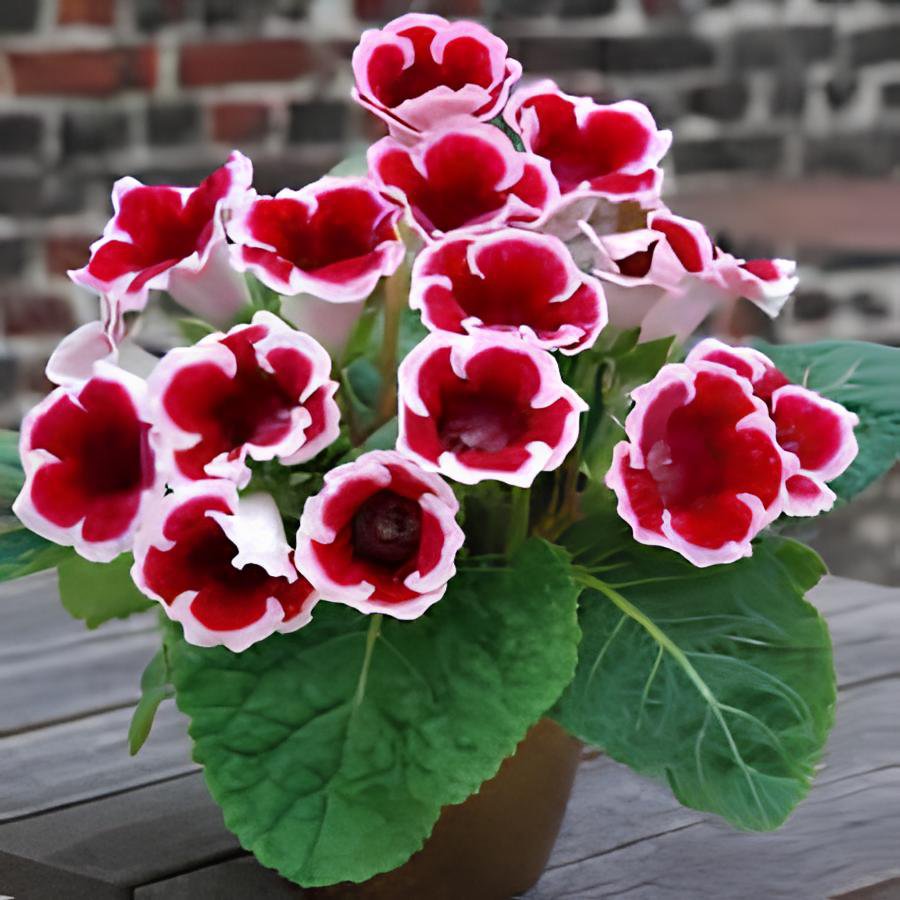 200 Seeds Gloxinia - Dark Red Flowers with White Edge Fresh Seeds
