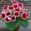 200 Seeds Gloxinia - Dark Red Flowers with White Edge Fresh Seeds