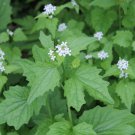 50 Seeds Perfume Mint Mentha Arvensis Wild Mint Herbs Fresh Seeds