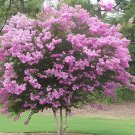 200 Seeds Crapemyrtle Lagerstroemia Indica Tree Flower Fresh Seeds