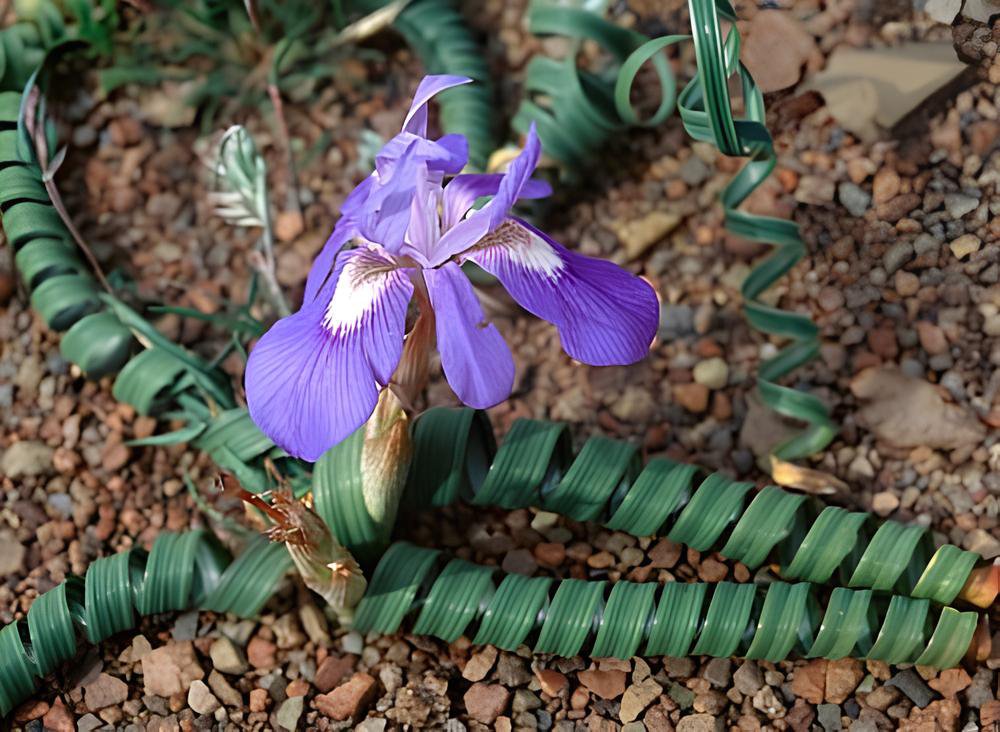 10 Seeds Moraea Pritzeliana Fresh Seeds