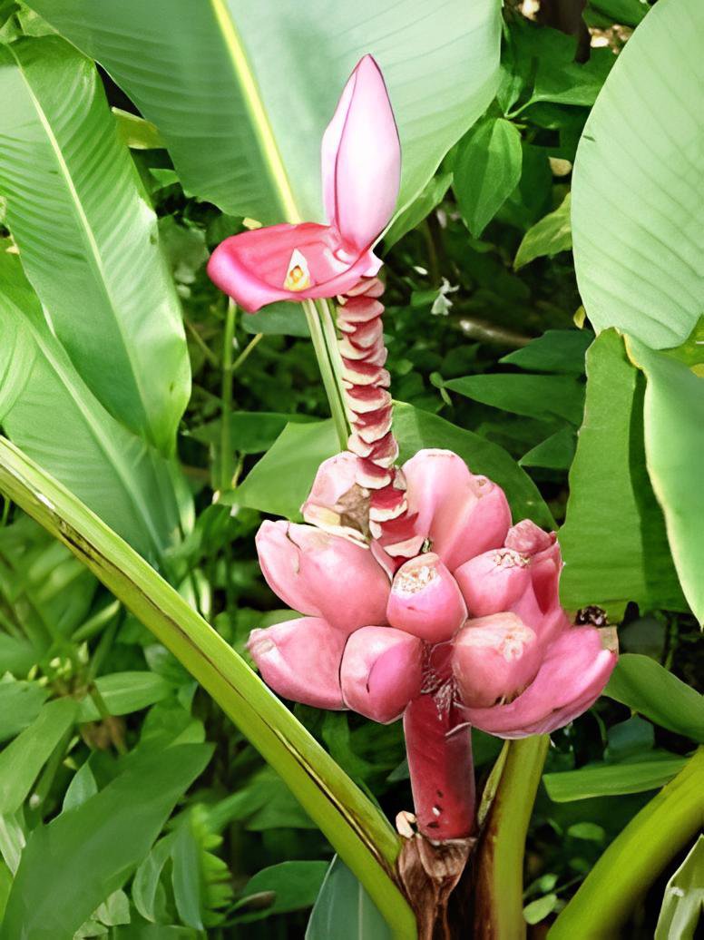 200 Seeds Dwarf Banana - Pink Skin Fresh Seeds