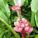 200 Seeds Dwarf Banana - Pink Skin Fresh Seeds