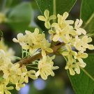 40 Seeds Fragrant Osmanthus Sweet Olive Tree - Mixed Colors Fresh Seeds