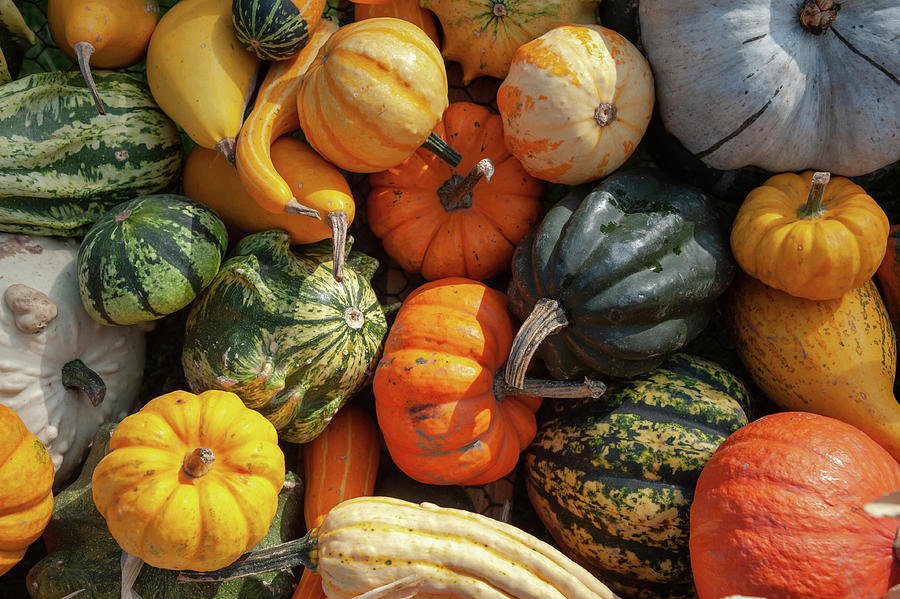 20 Seeds Interesting Ornamental Pumpkin Fruit Fresh Seeds
