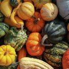 20 Seeds Interesting Ornamental Pumpkin Fruit Fresh Seeds