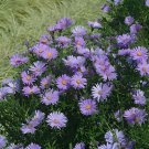 100 Seeds New York Aster Flower Fresh Seeds