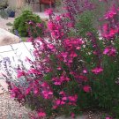 100 Seeds Pink Butterfly Sage Flowers Fresh Seeds