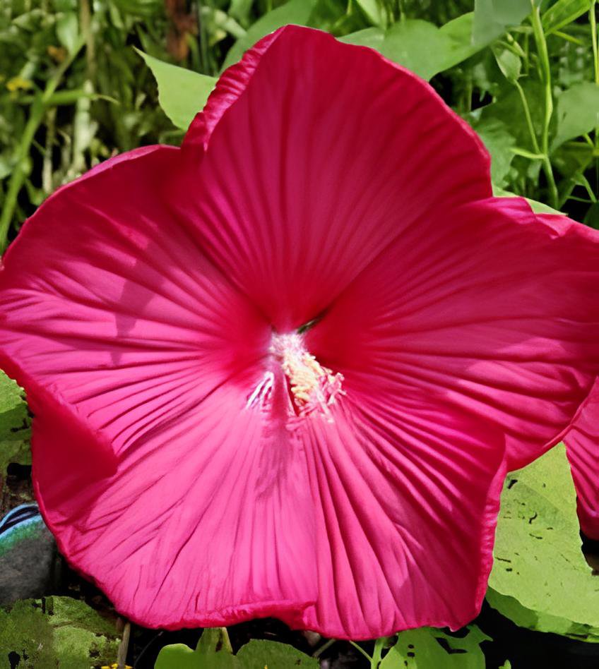 50 Seeds Hibiscus Moscheutos Flower Fresh Seeds