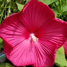 50 Seeds Hibiscus Moscheutos Flower Fresh Seeds