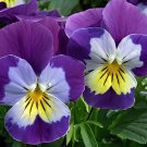 60 Seeds Perennial Small Flower Pansy Fresh Seeds
