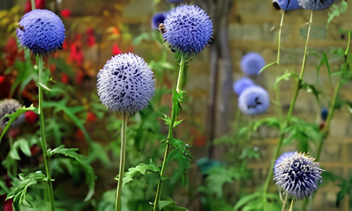 100 Seeds Beautiful Blue Thistle Flower Fresh Seeds