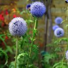100 Seeds Beautiful Blue Thistle Flower Fresh Seeds