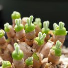 20 Seeds Monilaria obconica Fresh Seeds