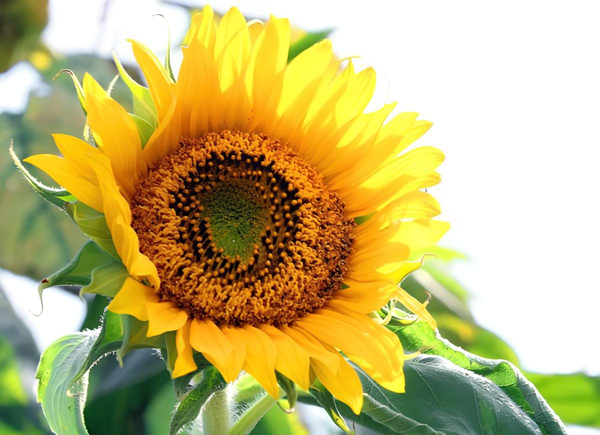 80 Seeds Ornamental Orange Sunflowers 4ft Tall Plant Big Blooming Flowers Fresh Seeds