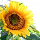 80 Seeds Ornamental Orange Sunflowers 4ft Tall Plant Big Blooming Flowers Fresh Seeds