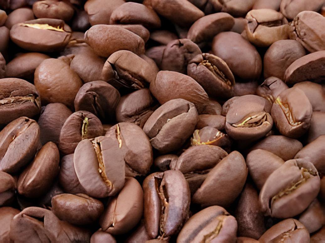 20 Seeds Coffee Bean Fresh Seeds