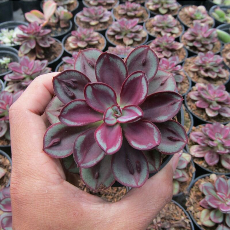 40 Seeds Multi-Colored Echeveria Nodulosa Fresh Seeds