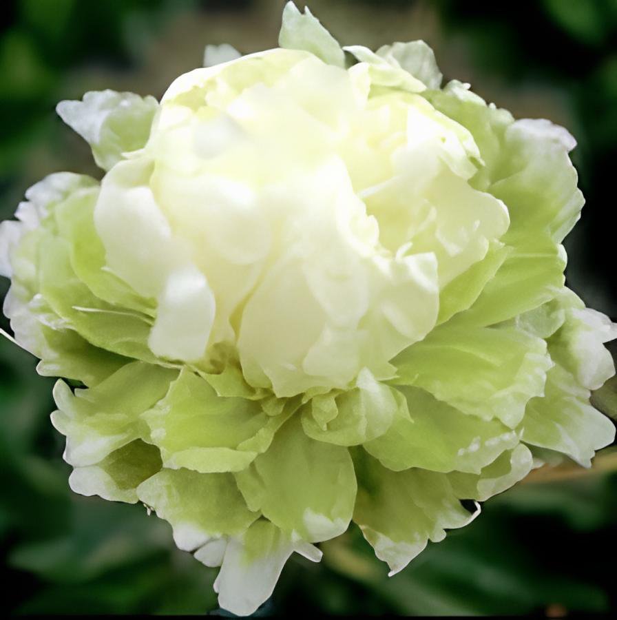 10 Seeds Heirloom 'Ying Ge Lv' Small Green Peony Shrub Fresh Seeds